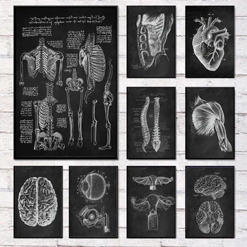 Анатомия человека Скелет Орган Мышечная система Плакат Холст Картина Настенное искусство Печать изображения тела Медицинская клиника Офис Домашний декор